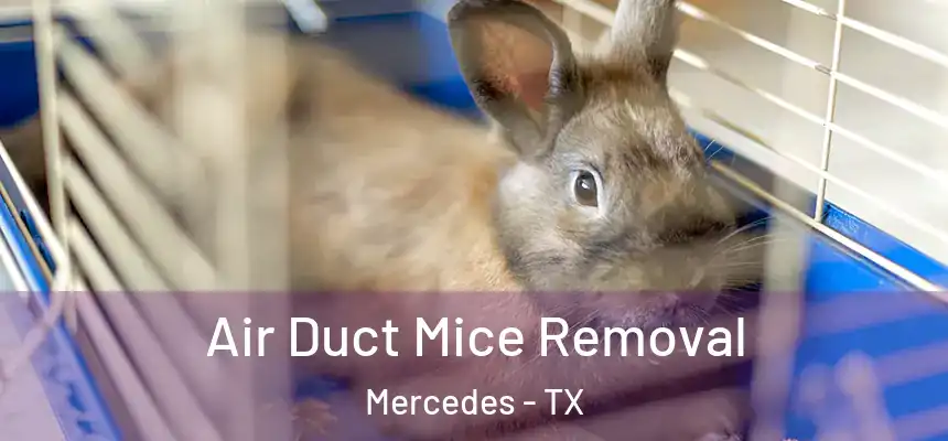  Air Duct Mice Removal Mercedes - TX