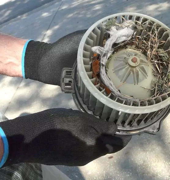 About Air Duct Mice Removal in Mercedes, TX